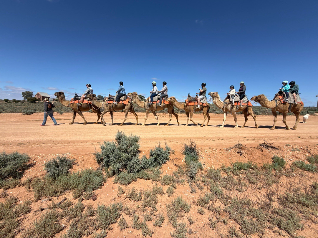 Silverton Outback Camels-Silverton必去景点
