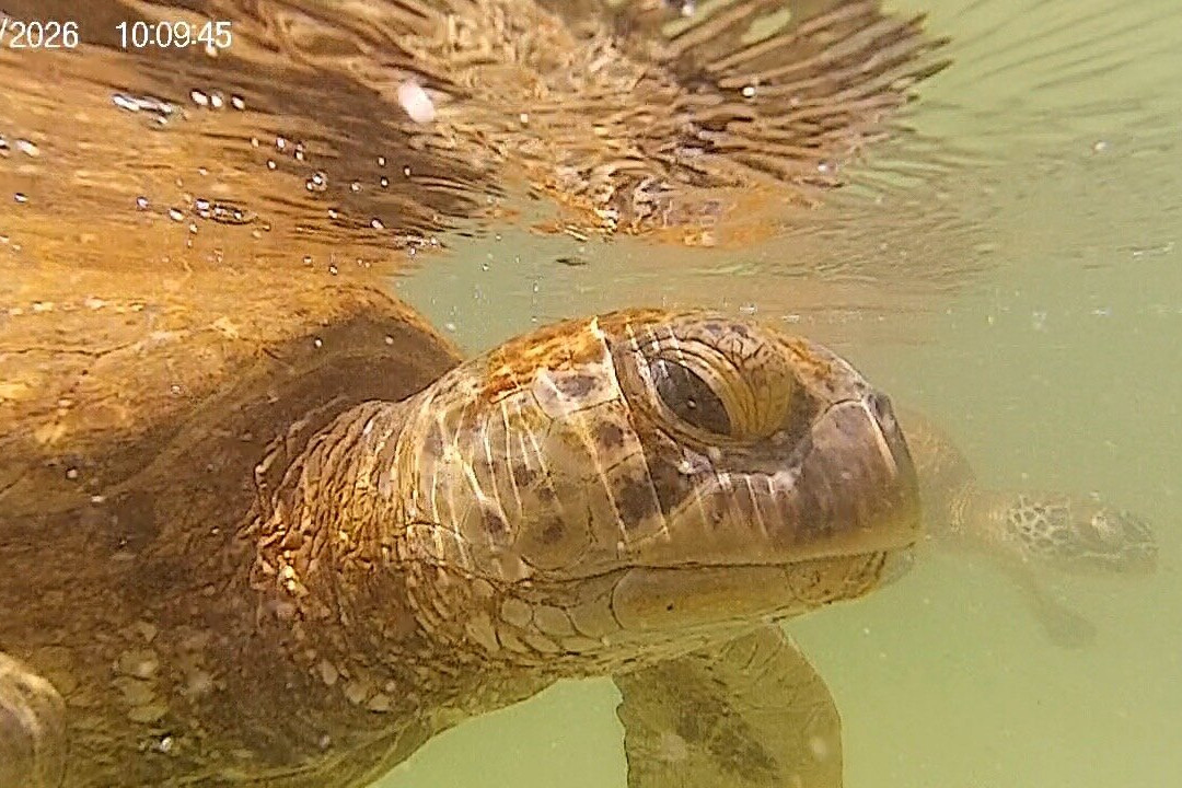Mnarani Marine Turtles Conservation Pond-孥归必去景点