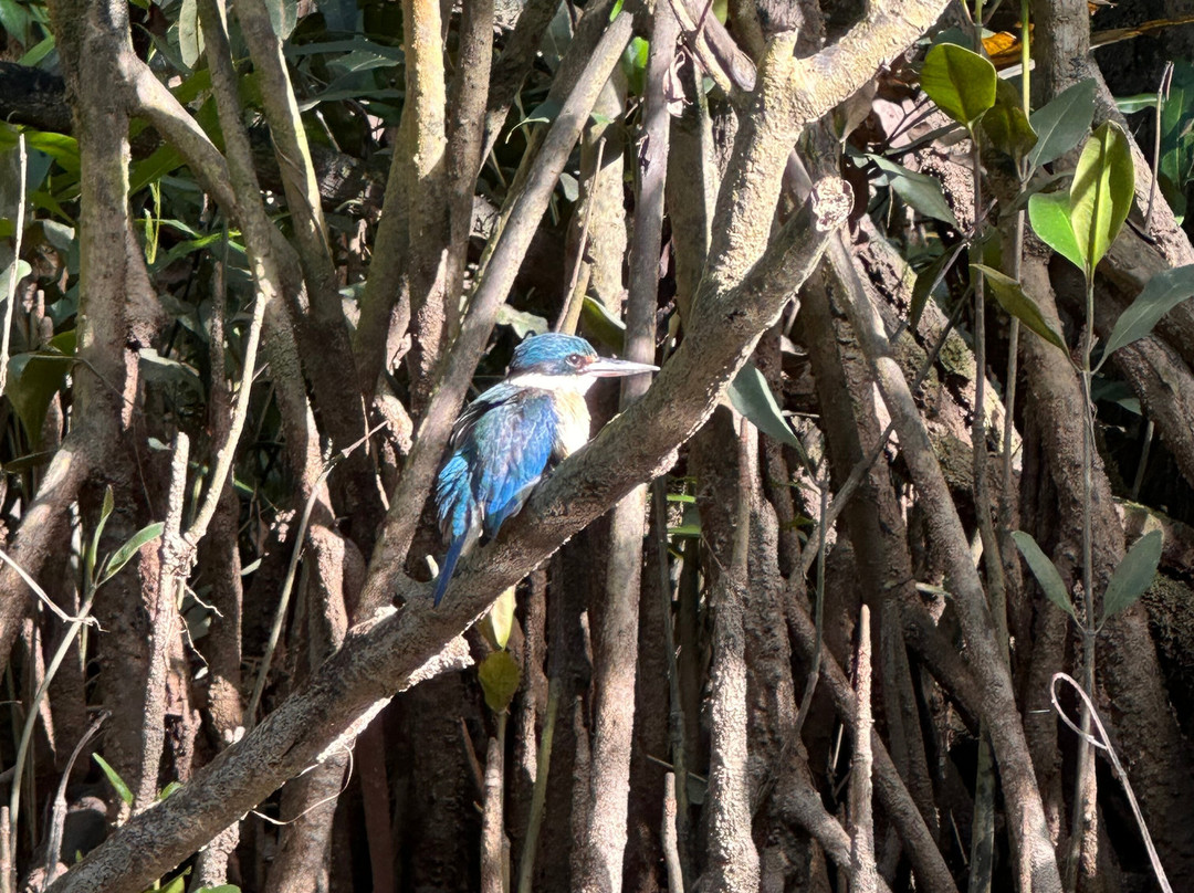 FNQ Nature Tours-凯恩斯必去景点