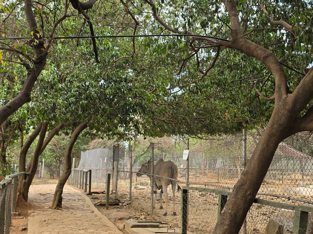 Kisumu Impala Sanctuary-基苏木必去景点