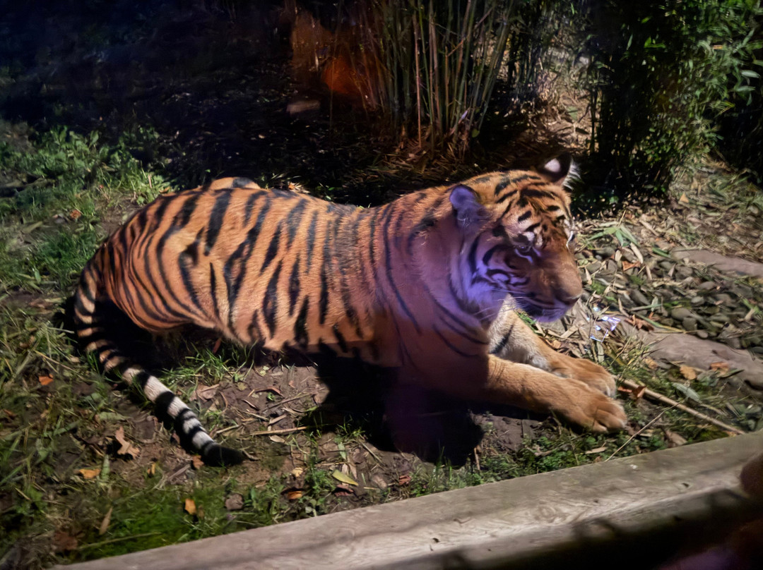 Safari Lodges At West Midlands Safari Park主图