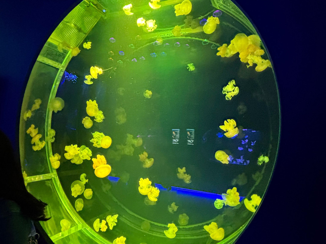 Jellyfish Museum-庞帕诺比奇必去景点