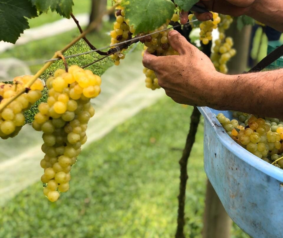 Vinicola Santa Augusta景点图片