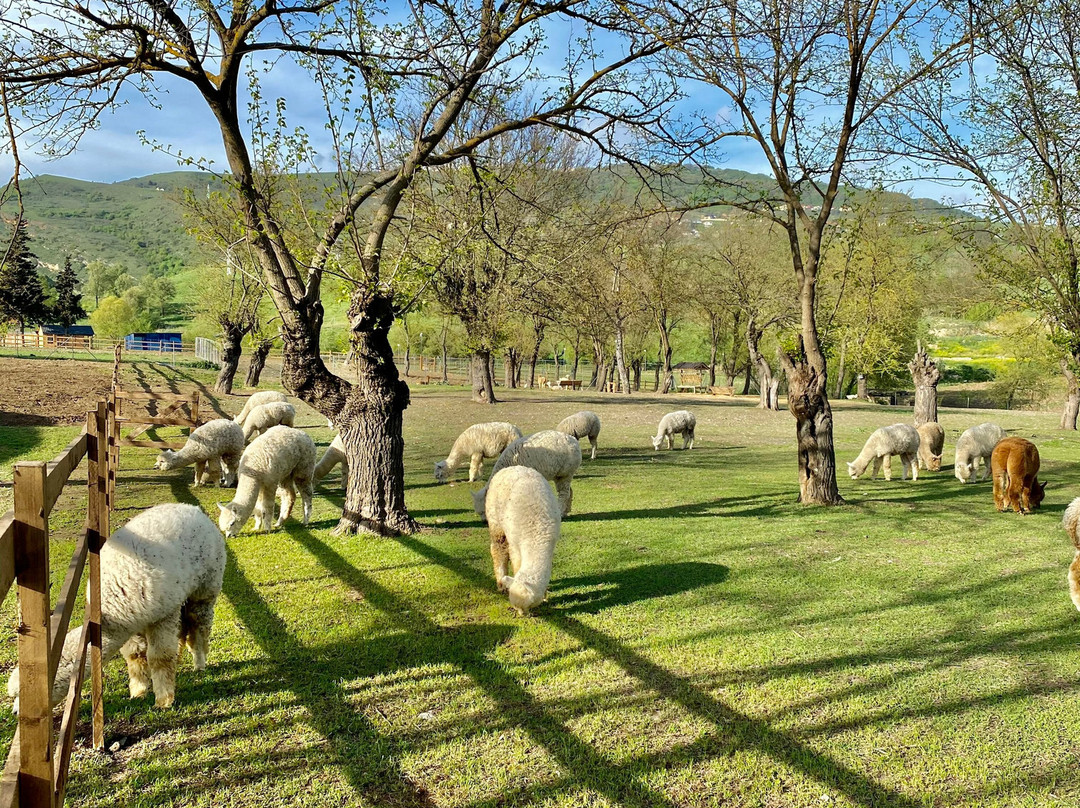 Alpaca Azerbaijan景点图片