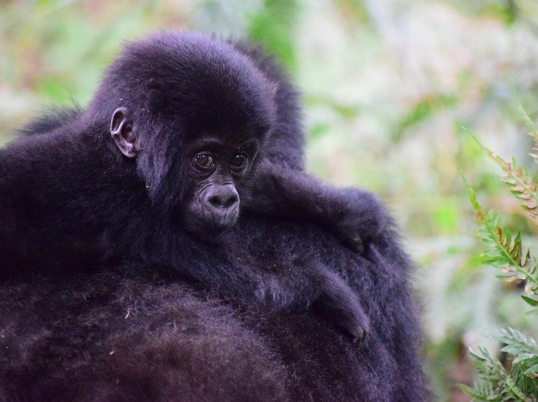 Verdoro Safaris Uganda景点图片