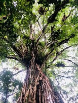 Cathedral Fig Tree-Yungaburra必去景点