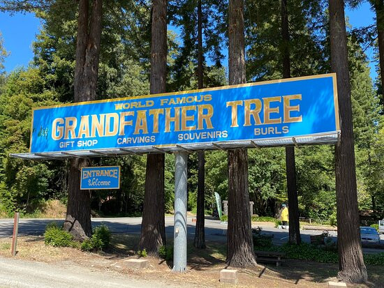 The Grandfather Tree景点图片
