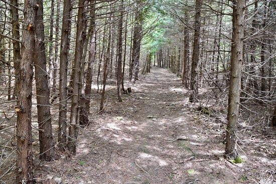 Nottawasaga Bluffs Conservation Area景点图片