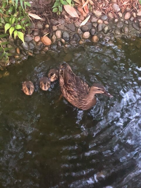 黛娜花园酒店主图