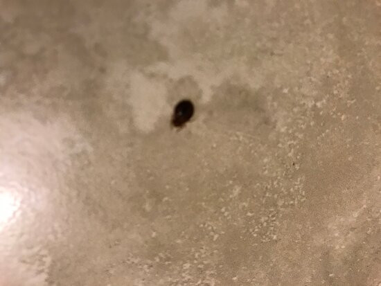 瑞士小木屋汽车旅馆主图