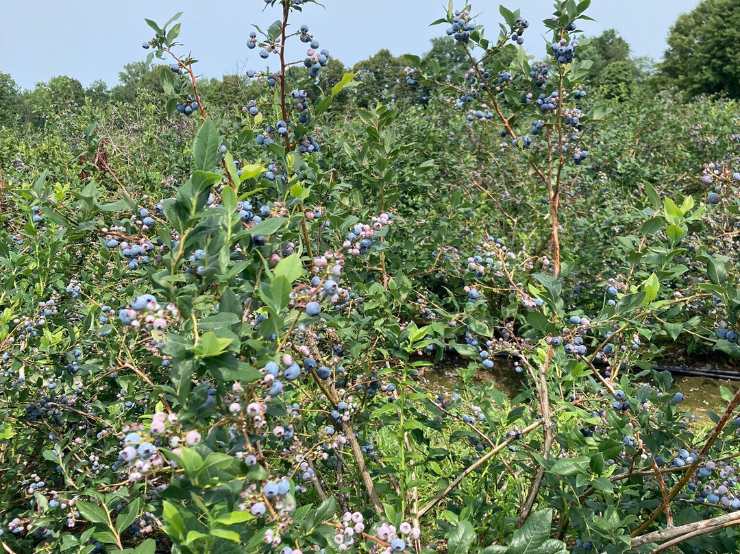 Pelkey's Blueberries-Charlotte必去景点