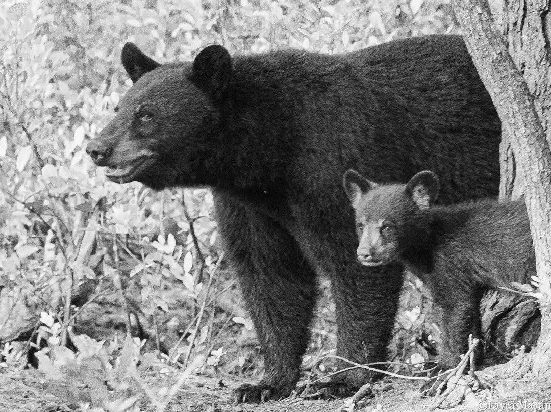 Wildlife Carolina-Swanquarter必去景点