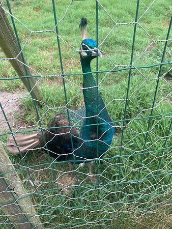 Animalia Parc-Naujac-sur-Mer必去景点