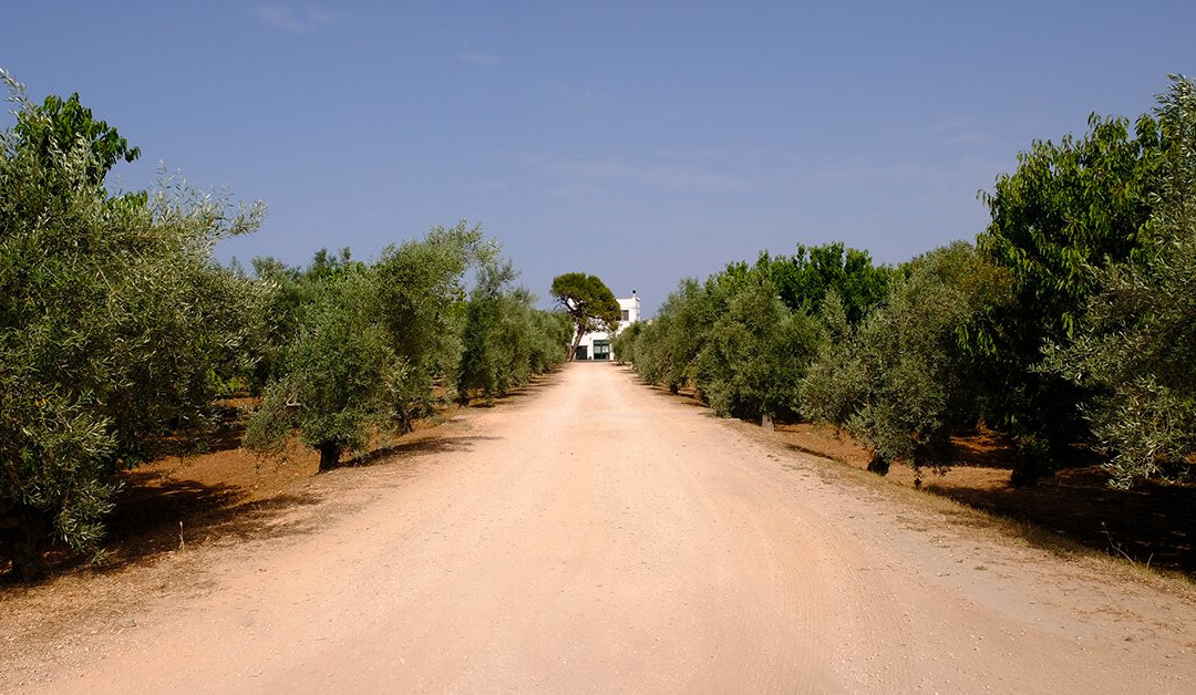 Azienda Agricola Melillo景点图片