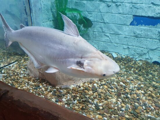 Nong Khai Aquarium景点图片