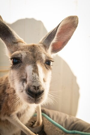Lisa’s Kangaroo Retreat-Port Hedland必去景点