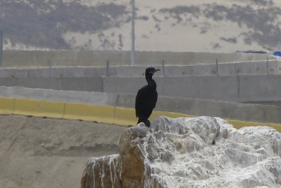 Humedal Laguna Conchali-Los Vilos必去景点