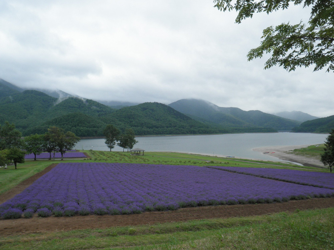 Lake Kanayama Lavender Garden景点图片