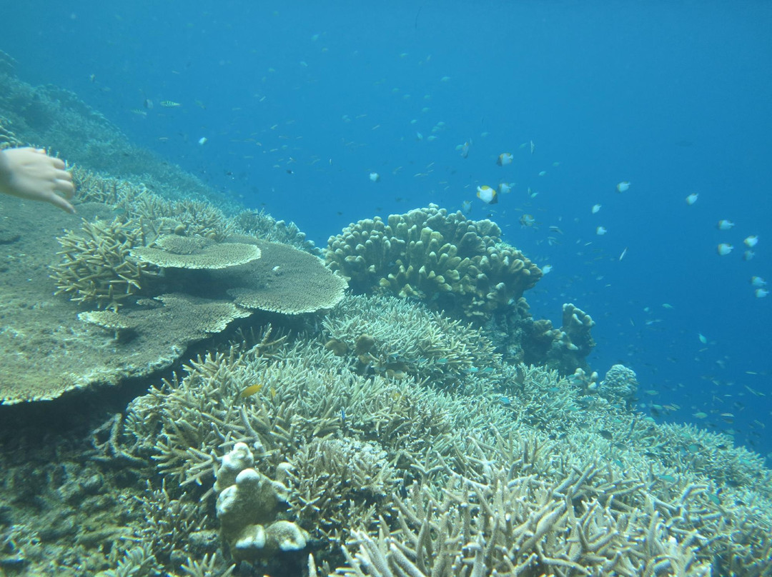 Pulau Kakaban旅游攻略图片