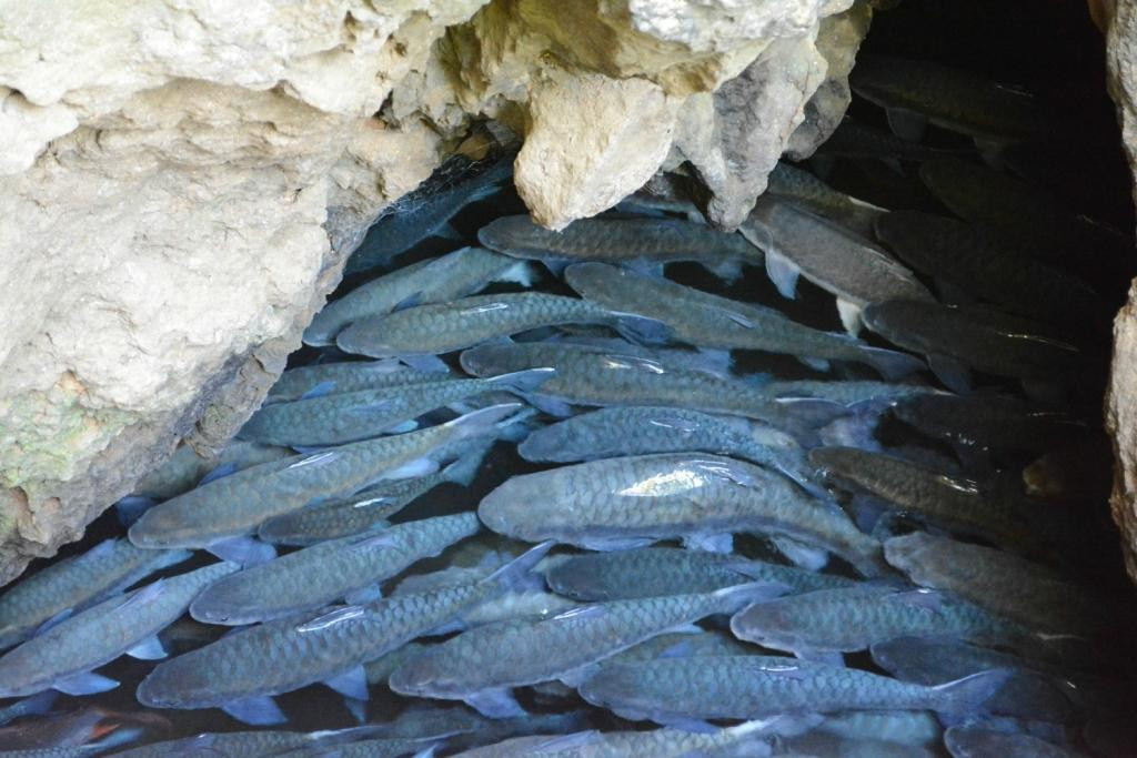 Fish Cave景点图片
