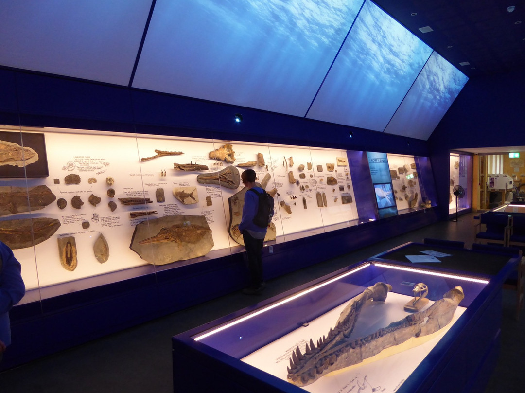 The Etches Collection, Museum of Jurassic Marine Life景点图片