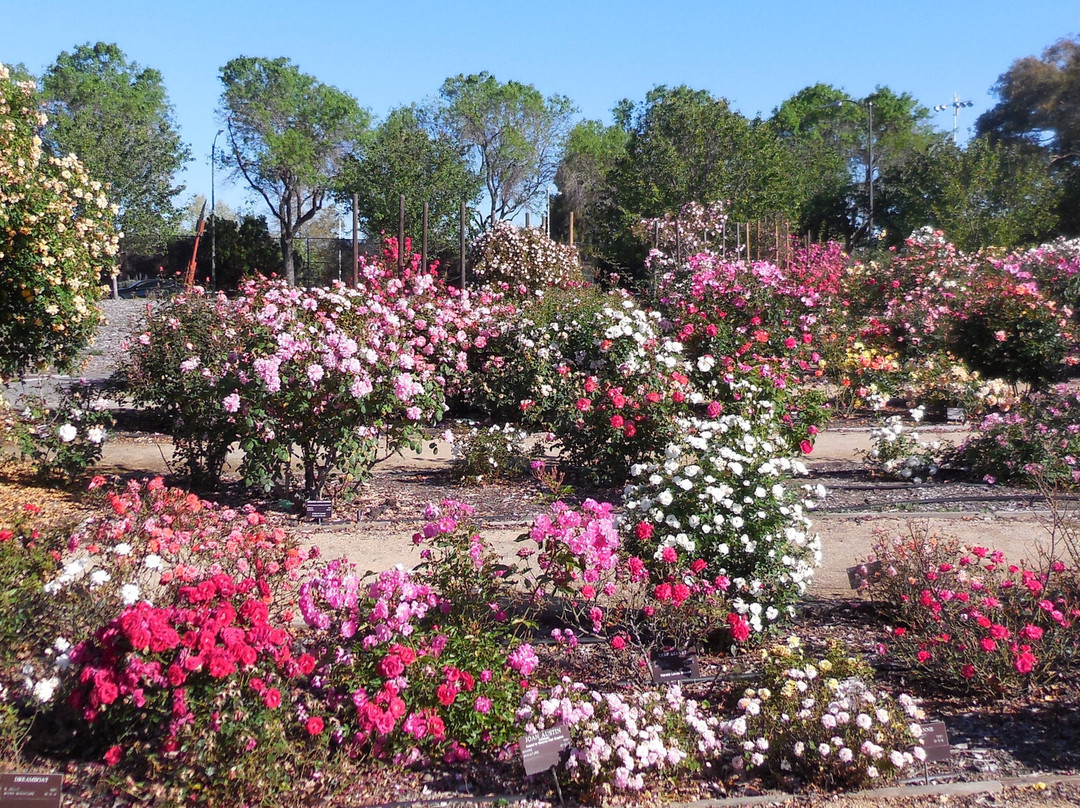Heritage Rose Garden