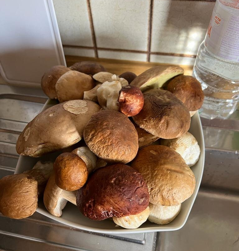 Agordo Cerbiatto