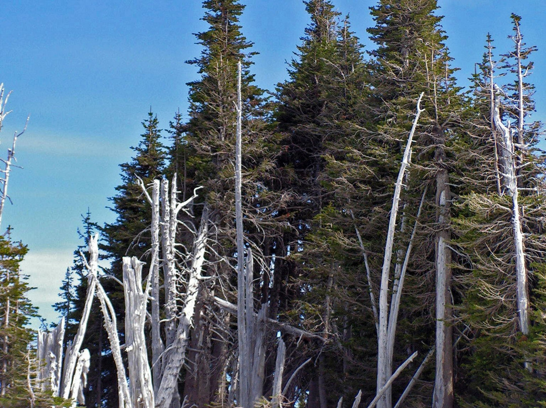 Hurricane Ridge Visitors Center-奥林匹克国家公园必去景点