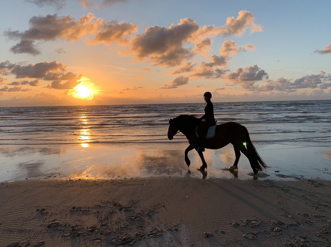 Hollumer Trap | Paardrijden op het strand景点图片