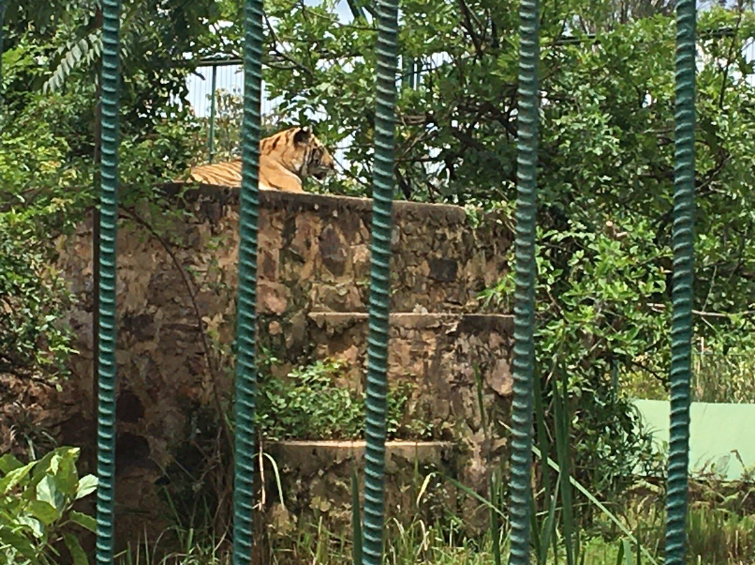 Lubumbashi Zoo景点图片