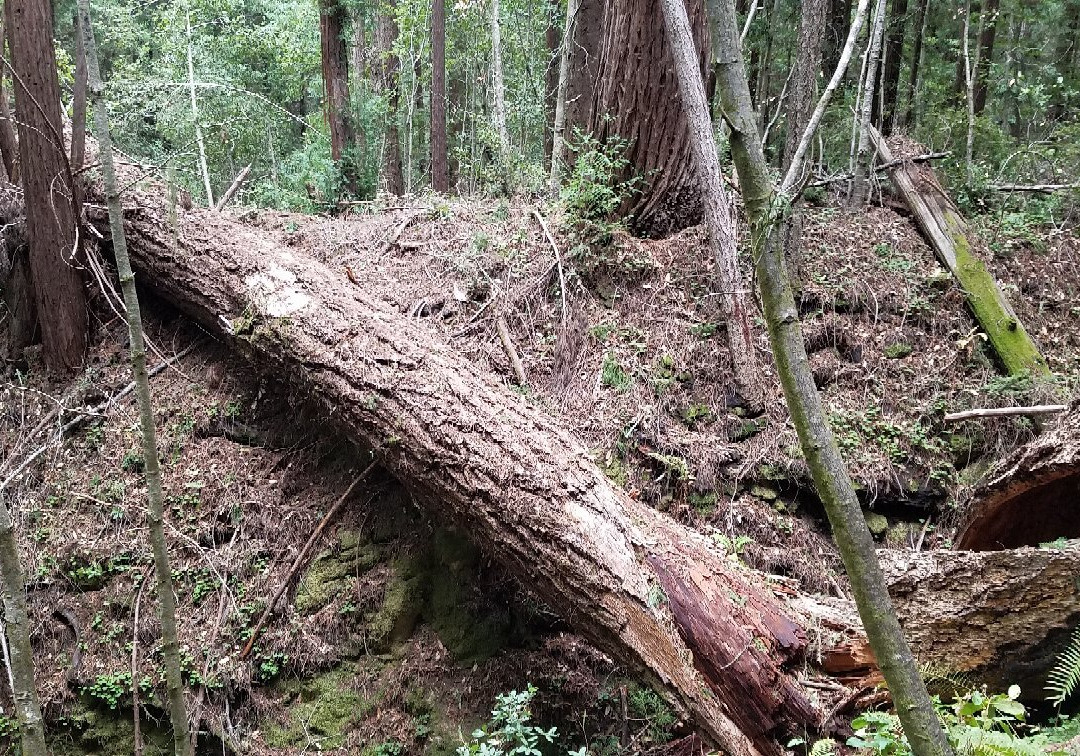 Sam McDonald Memorial Park-Loma Mar必去景点