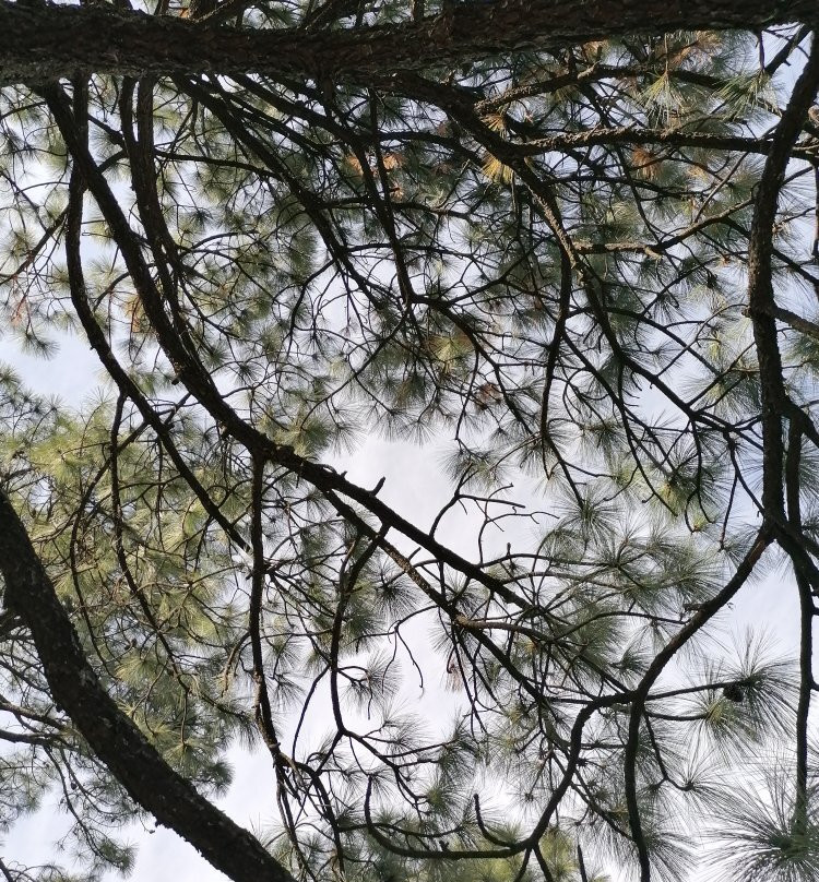 伊克罗杰克齐宾公园-圣佩德罗加尔萨加西亚镇必去景点