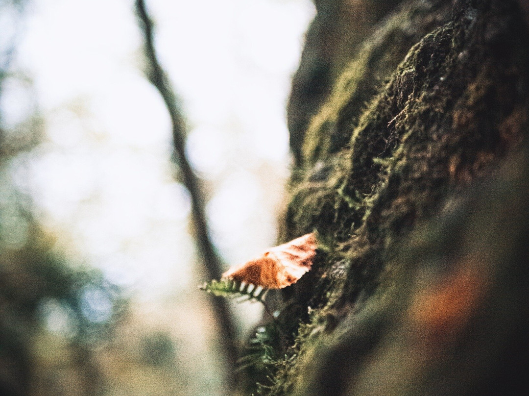 Chewacla State Park-奥本必去景点