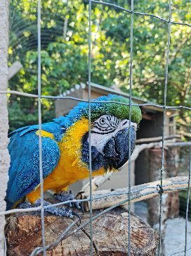 Sitio das Bromelias主图