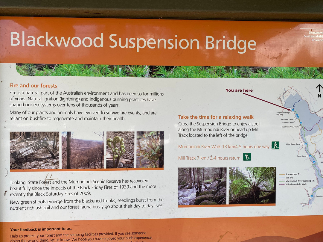 Blackwood Suspension Bridge景点图片