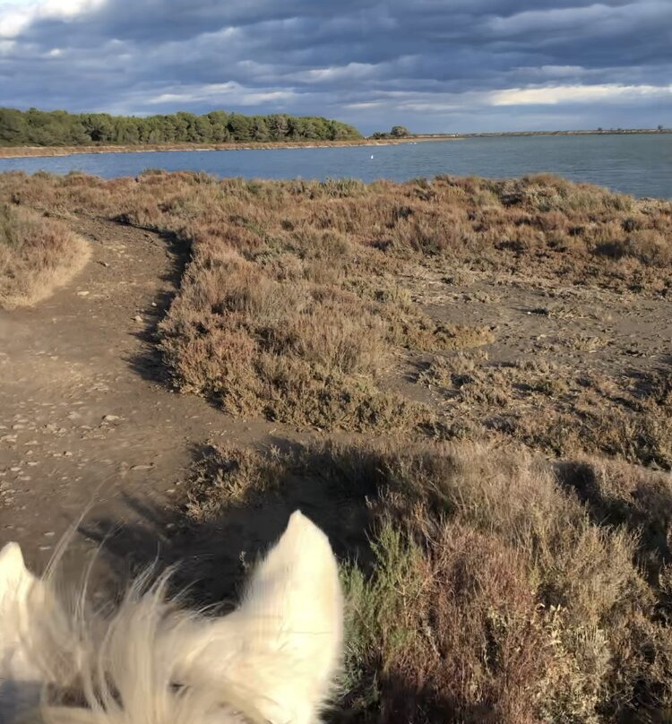 Promenade à Cheval Aresquiers景点图片