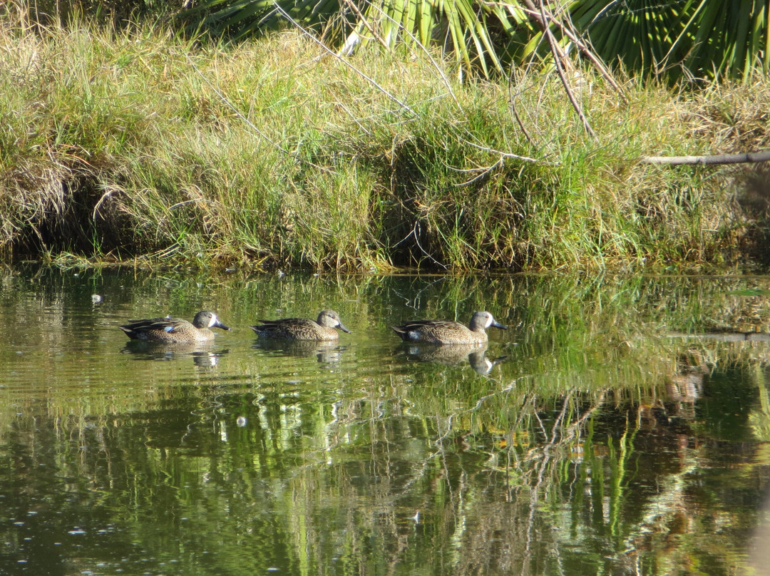 Rockport Demo Bird Garden & Wetlands Pond-罗克波特必去景点