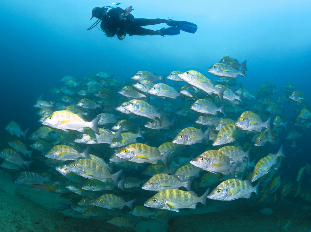 Cabo Shark Dive景点图片