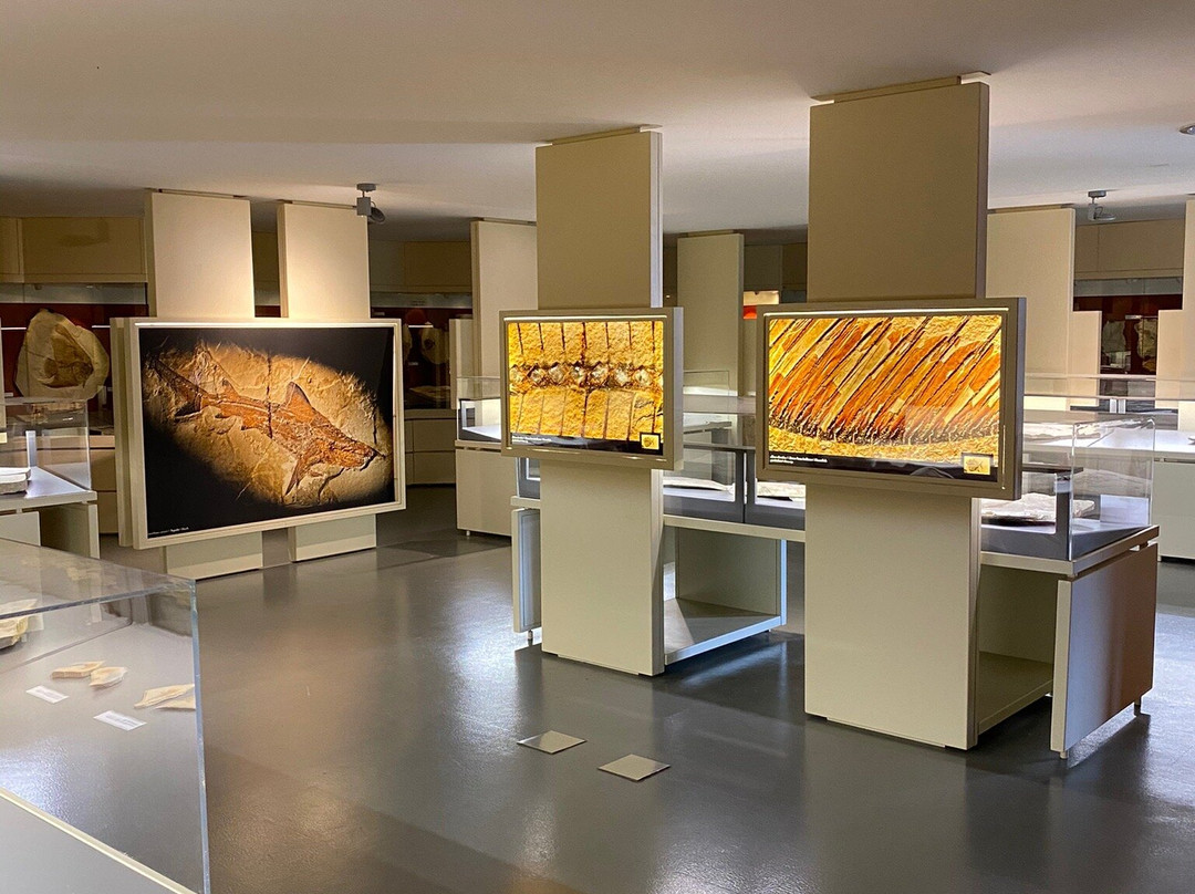 Museo dei Fossili di Bolca - Verona景点图片