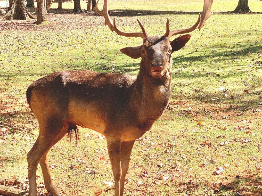 Cherokee Trace Drive-Thru Safari-Jacksonville必去景点