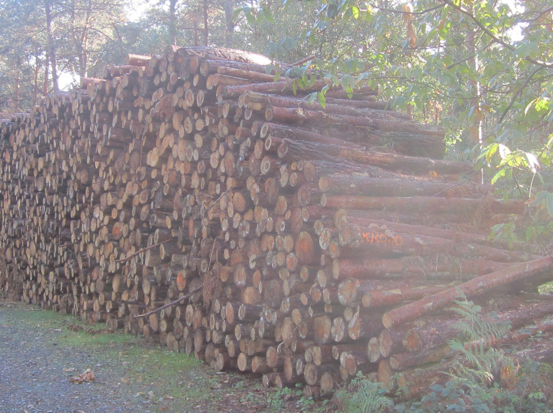 Forêt de Chinon景点图片