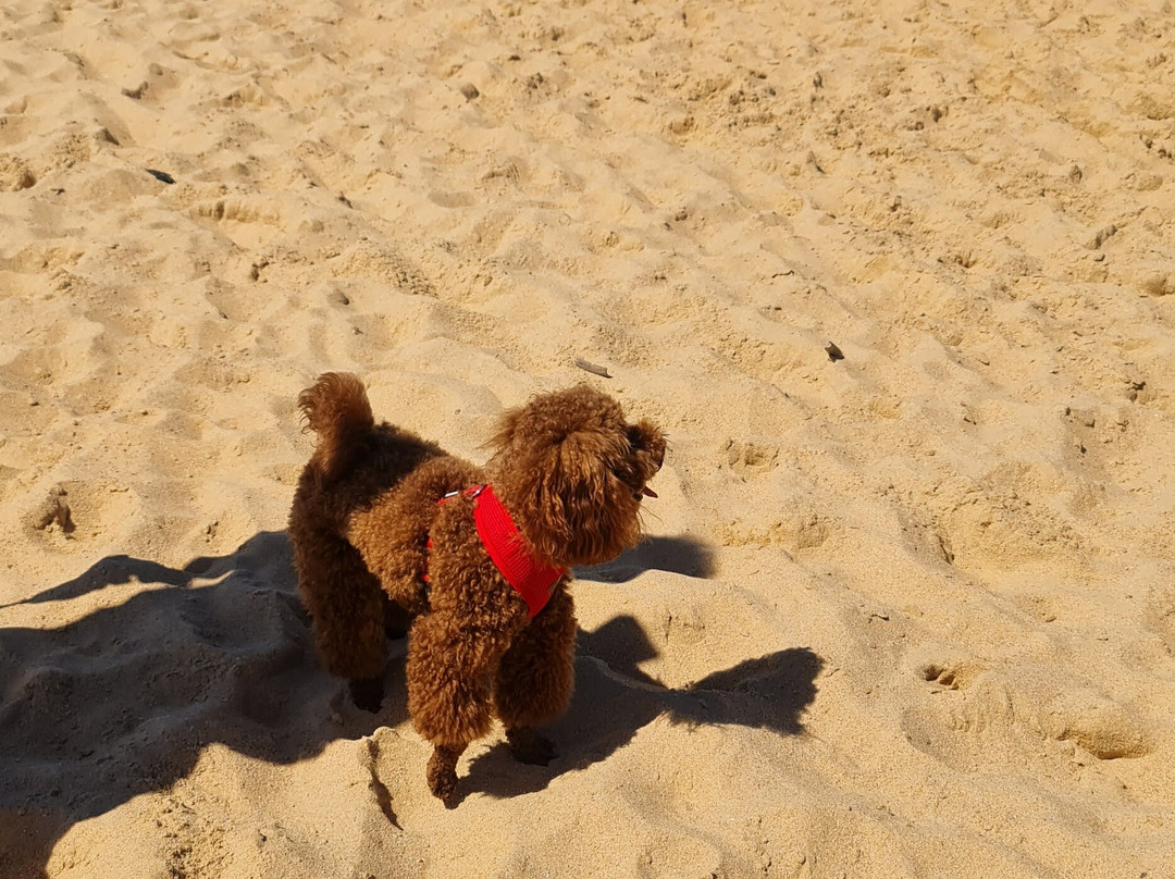 Buccaneer Motel主图