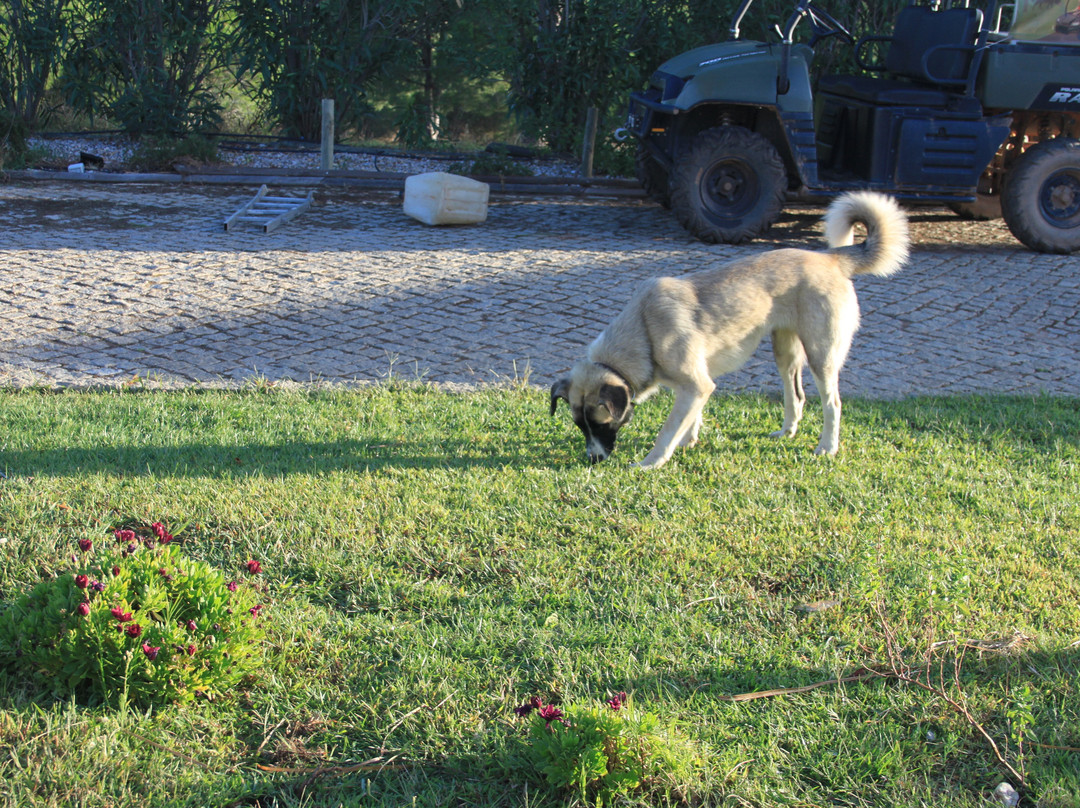 Herdade Do Rio Torto主图