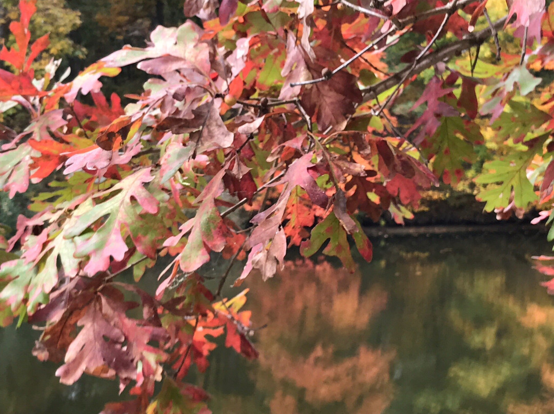 Stephen A Forbes State Park-Kinmundy必去景点