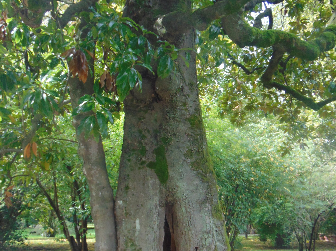 Orto Botanico di Lucca景点图片