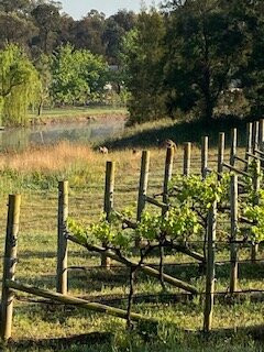 Carriages Boutique Hotel & Vineyard主图