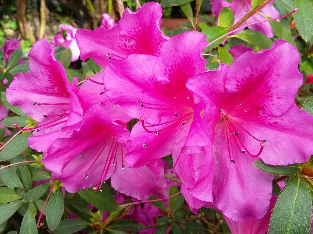 The Botanical Garden-索非亚必去景点
