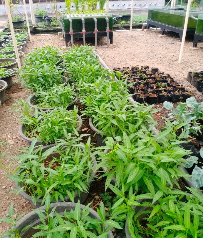 Kuntum Farmfield景点图片