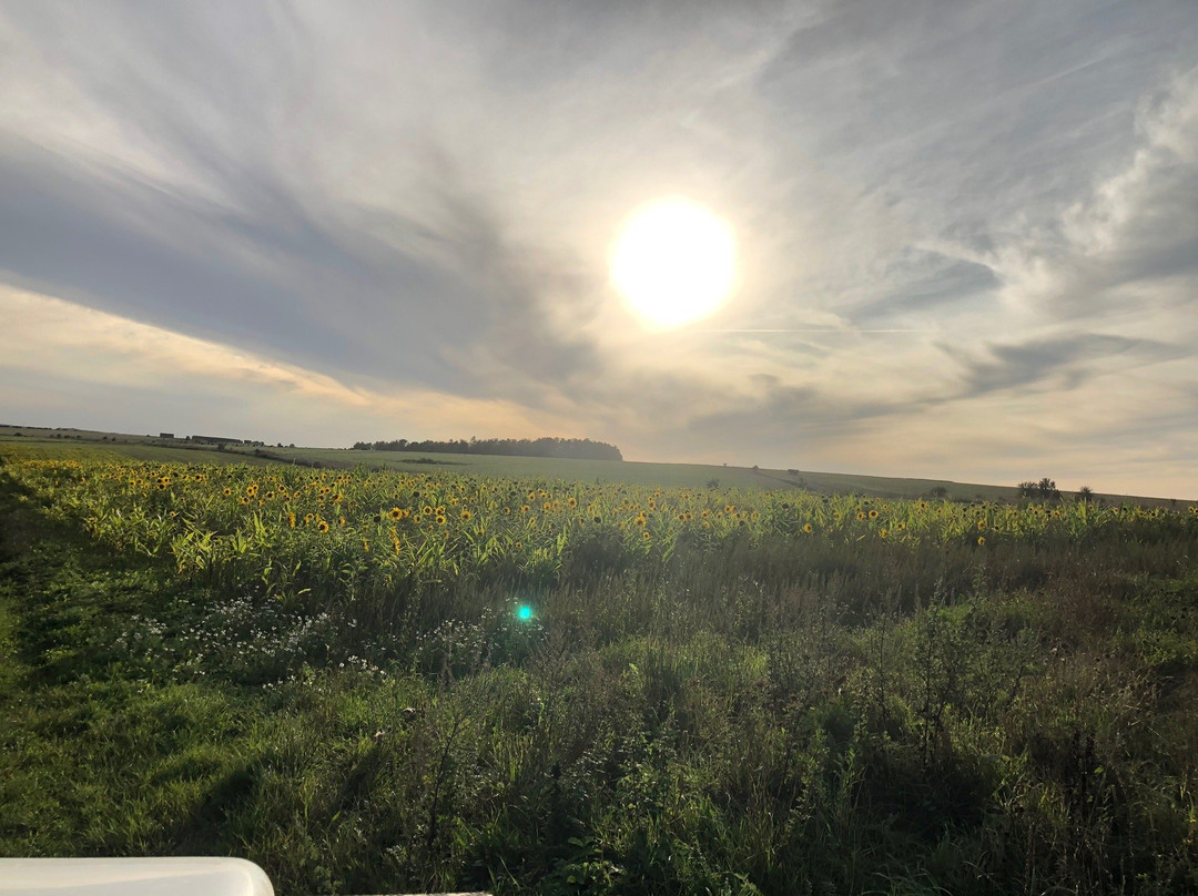 Salisbury Plain Safaris景点图片