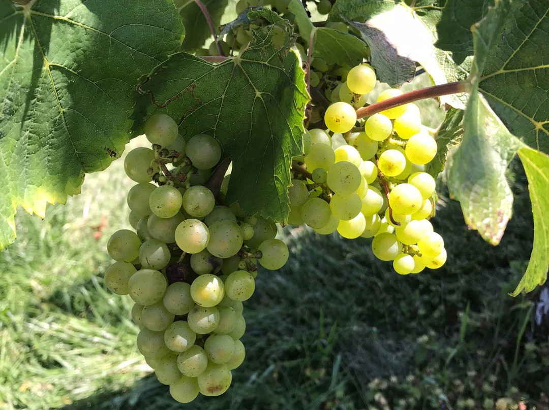 Willow Winery & Vineyard景点图片